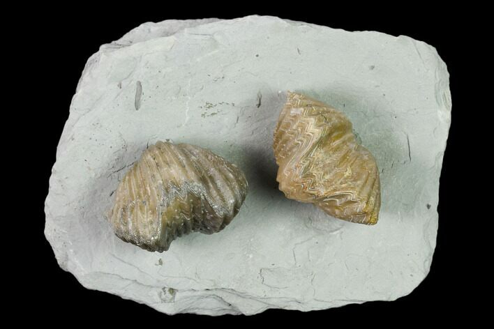 Two Fossil Brachiopods (Platystrophia) Mounted On Shale - Kentucky #138831